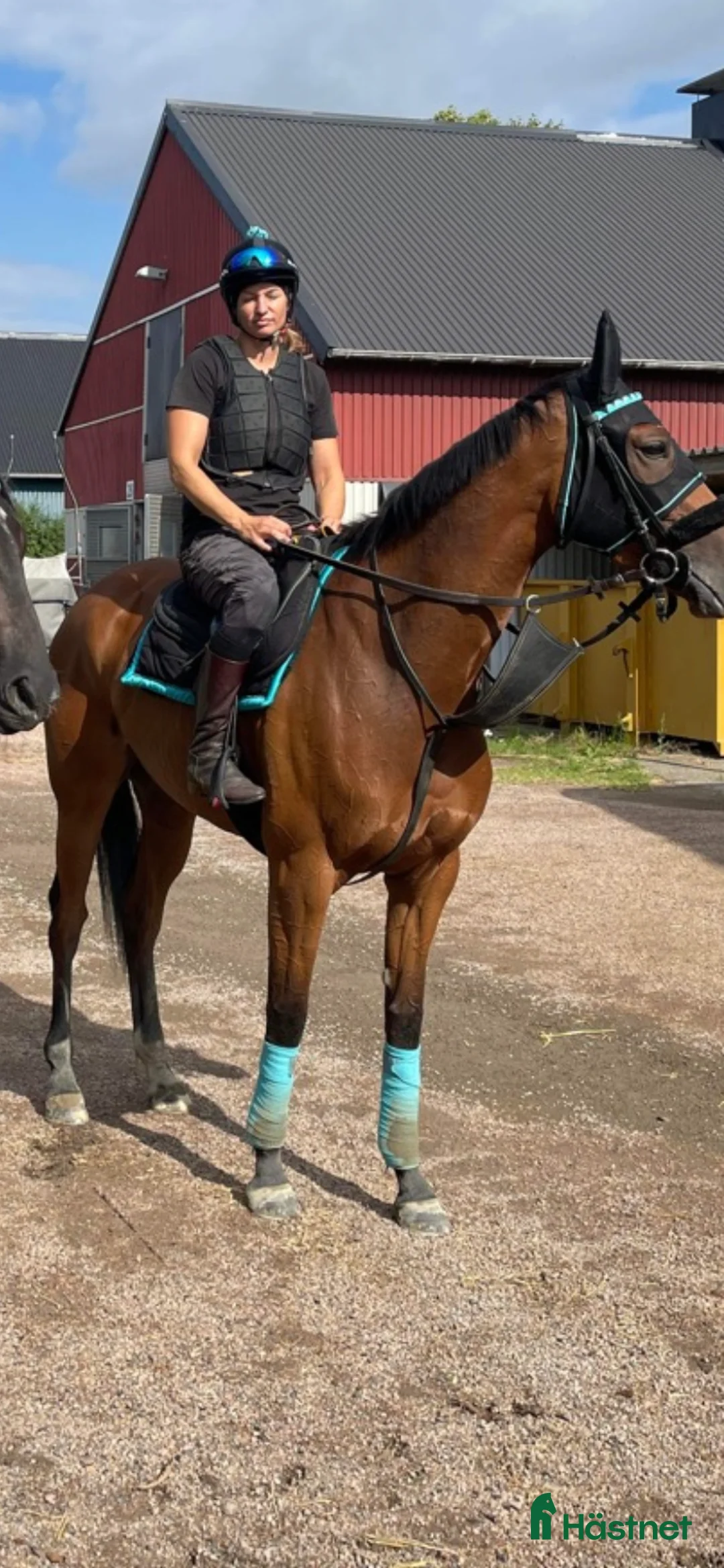 Allround hästar till salu: Mitt hjärta söker sitt sista hem i Trelleborg - Annons 5