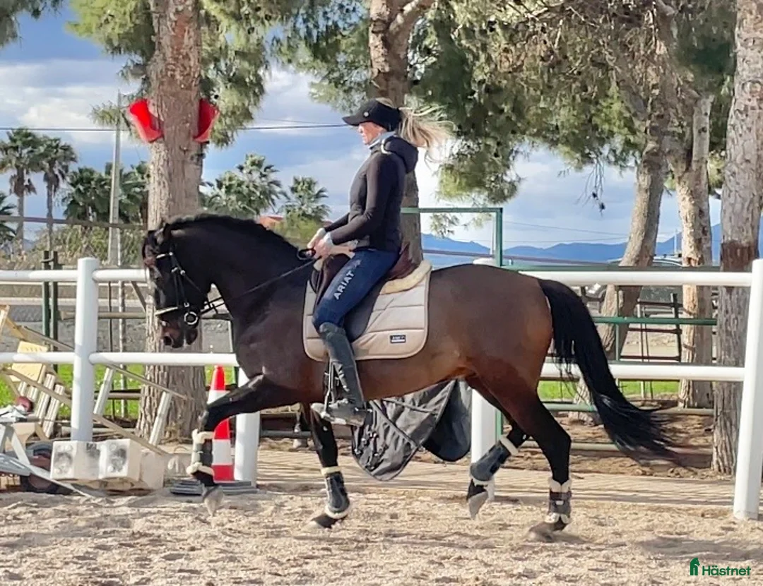 Allround hästar till salu: Ridbar sällskapshäst - Annons 2