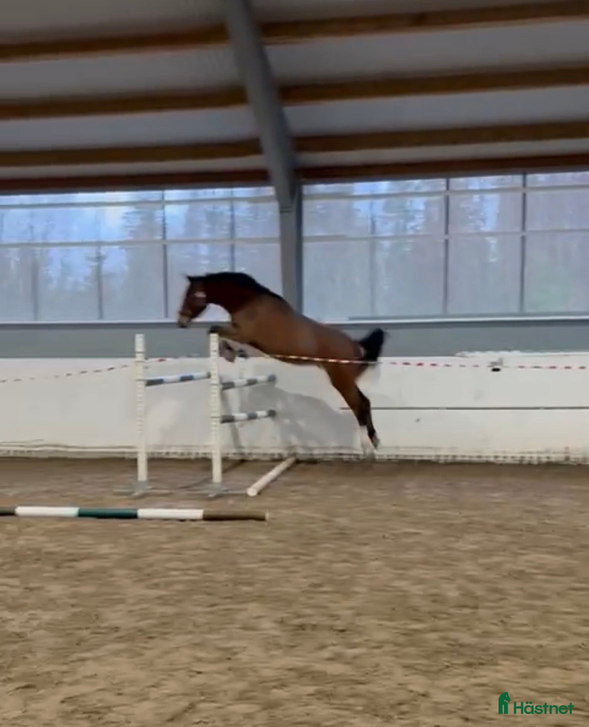  hästar Afterbeat EM – lovande hopptalang efter Heartbeat i Enköping - Annons 10