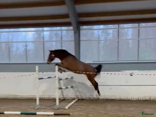 hästar Afterbeat EM – lovande hopptalang efter Heartbeat i Enköping - Annons 7