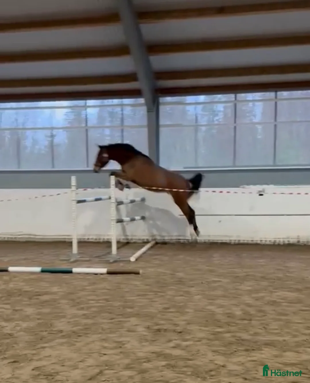 Hoppning hästar till salu: Afterbeat EM – lovande hopptalang efter Heartbeat i Enköping - Annons 1