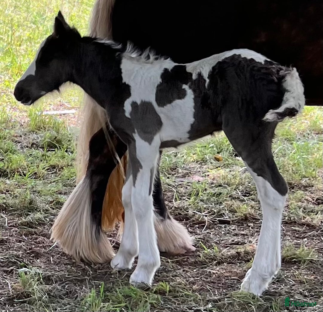 Avelshästar hästar till salu: Silversvart sto! i Sävsjö - Annons 4