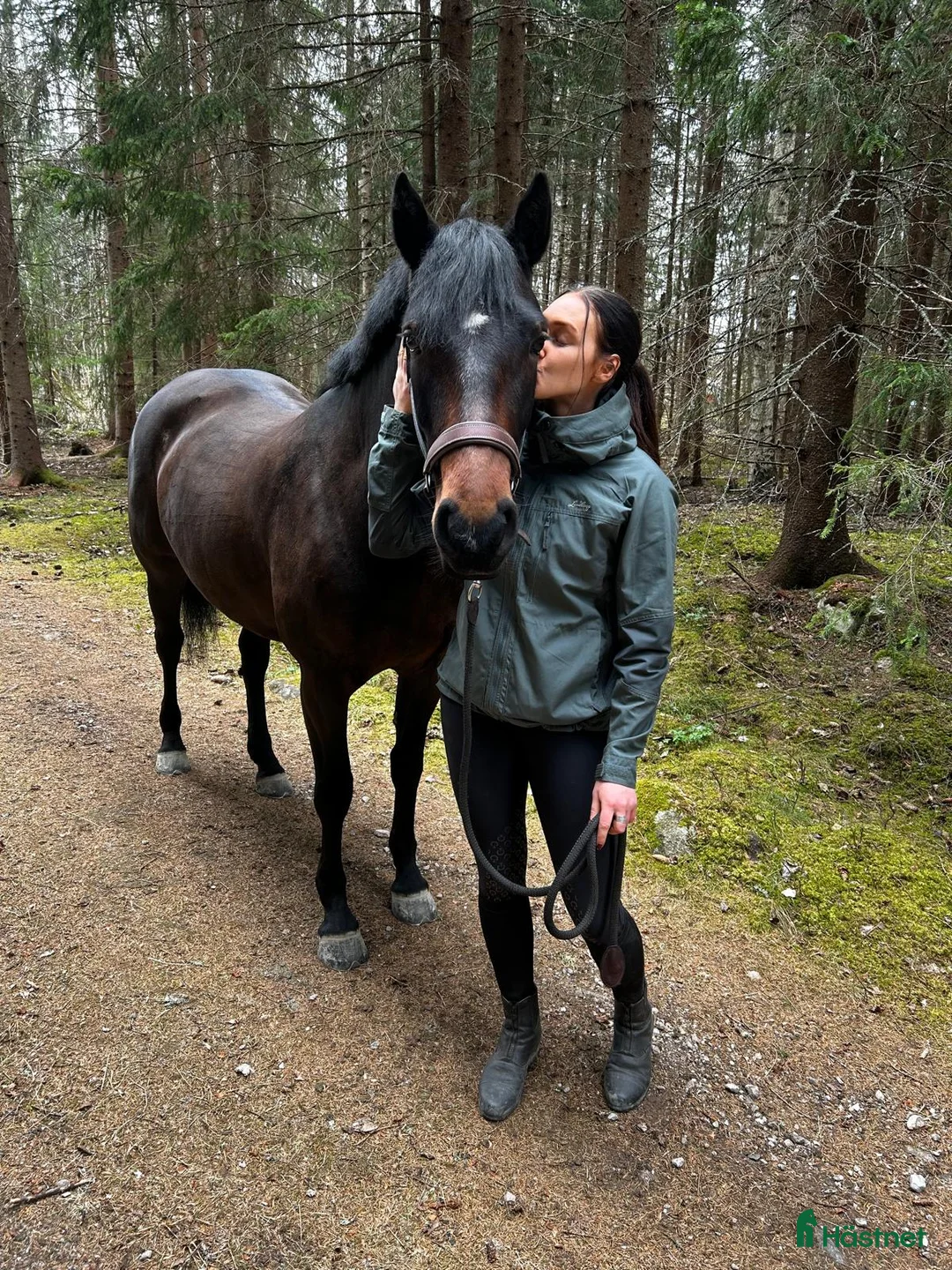 Allround hästar till salu: Genomsnällt 6årigt sto i Årsunda - Annons 2