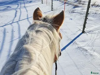 hästar Söker bästis - Annons 1
