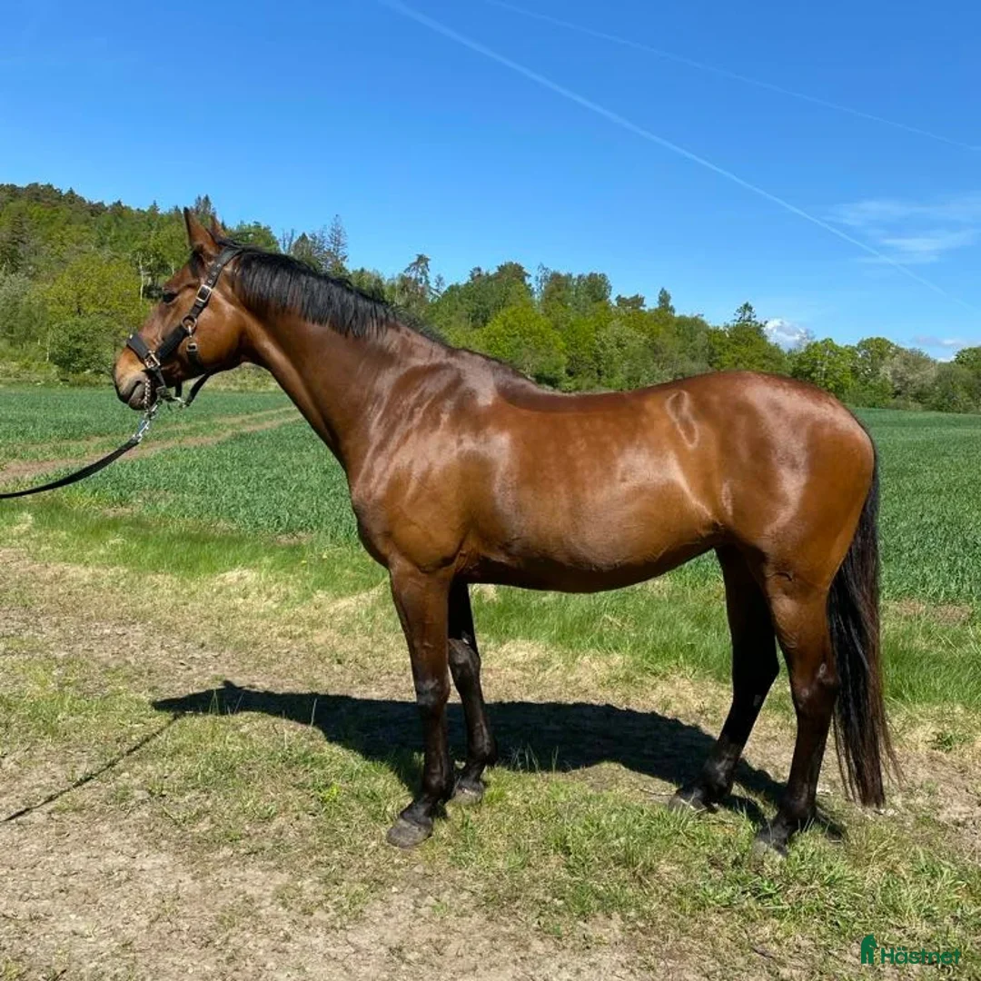 Allround hästar till salu: Vackert sto med stort hjärta  i Varberg - Annons 3