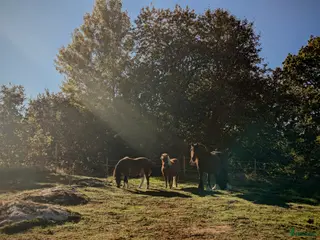 hästar Snäll ponny sökes för sommaren - Annons 18