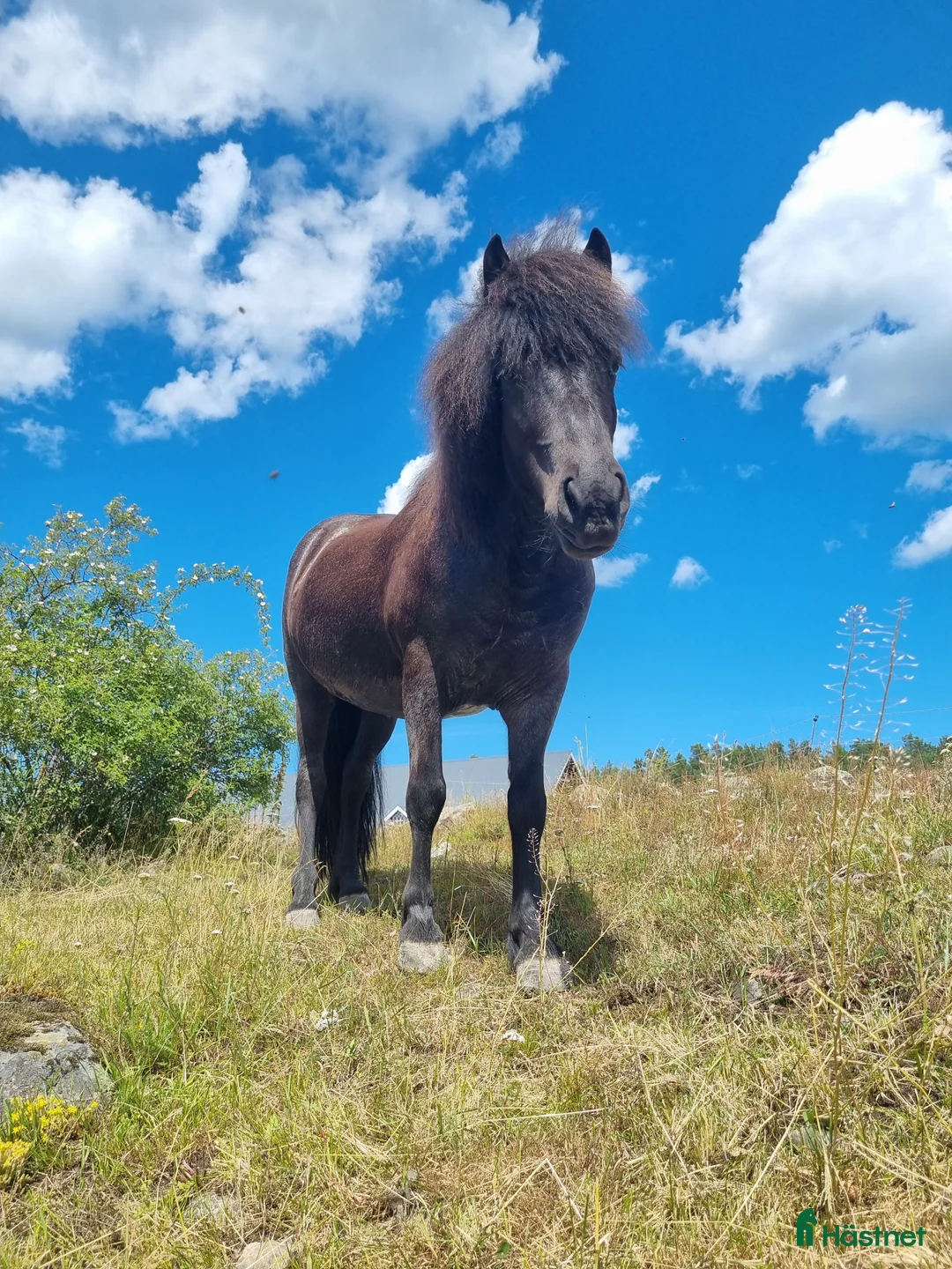 Island hästar till salu: Islandsvalack - Annons 2