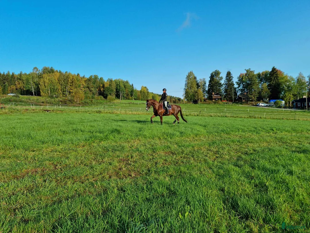 Dressyr hästar till salu: Fantastisk bästa vän med stor potential - Annons 2