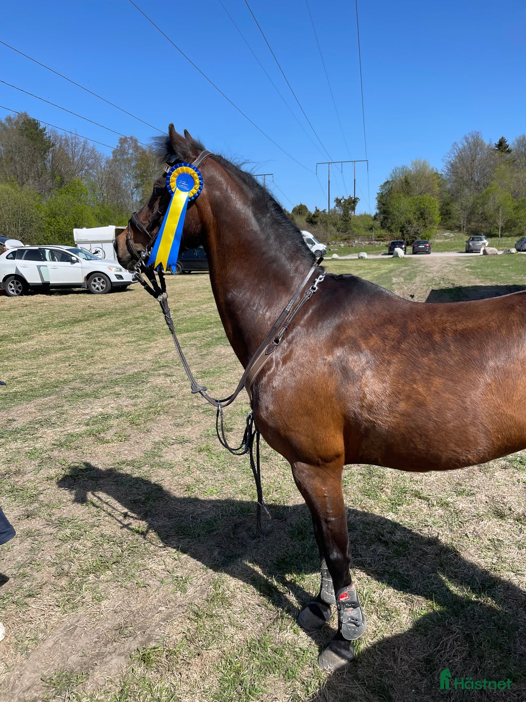 Hoppning hästar till salu: Rosett plockare i Sala - Annons 7