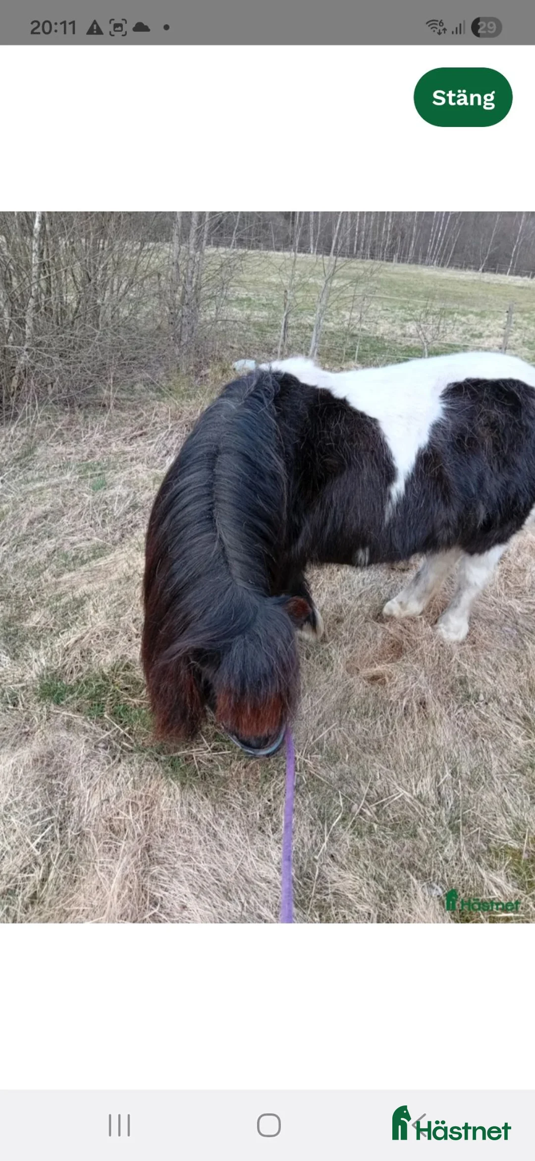 Allround hästar till salu: Hingst  - Annons 8