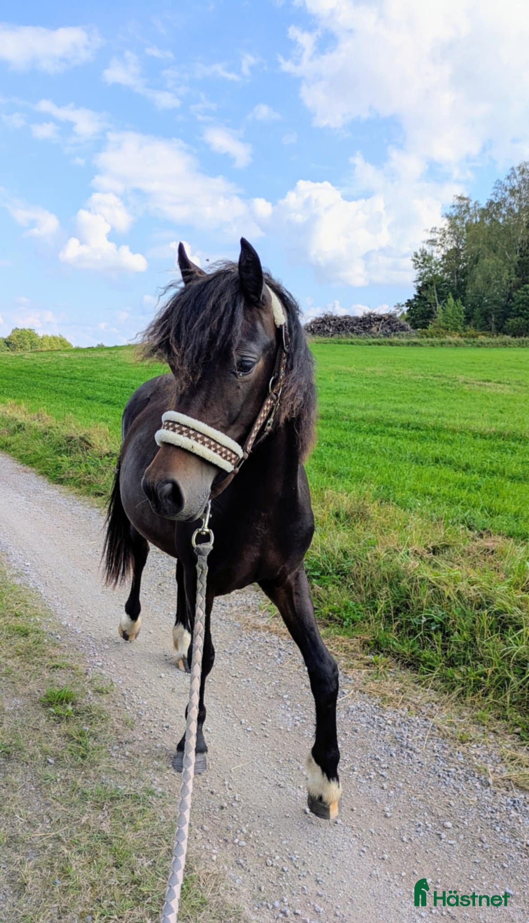 Allround hästar till salu: ✨Lovande Welsh Cob Sto med välmeriterad stam i Vingåker - Annons 3