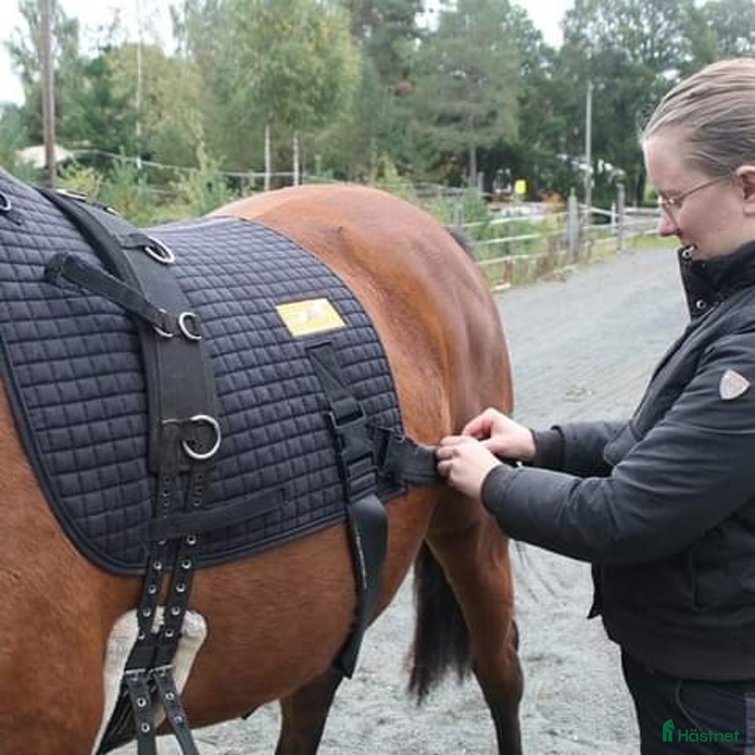 Övrig Hästutrustning hästutrustning till salu: Equiband uthyres i Tenhult - Annons 1
