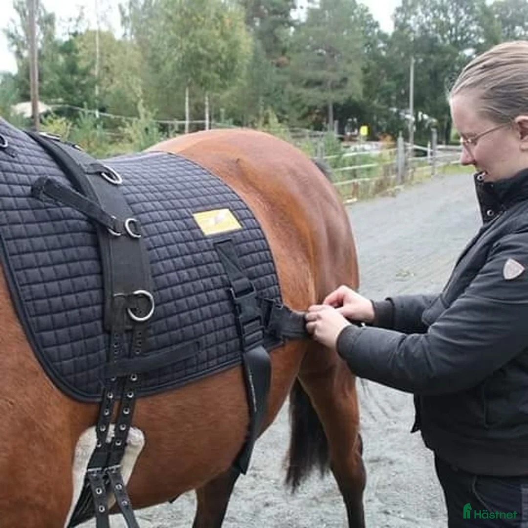 Övrig Hästutrustning hästutrustning till salu: Equiband uthyres i Tenhult - Annons 1