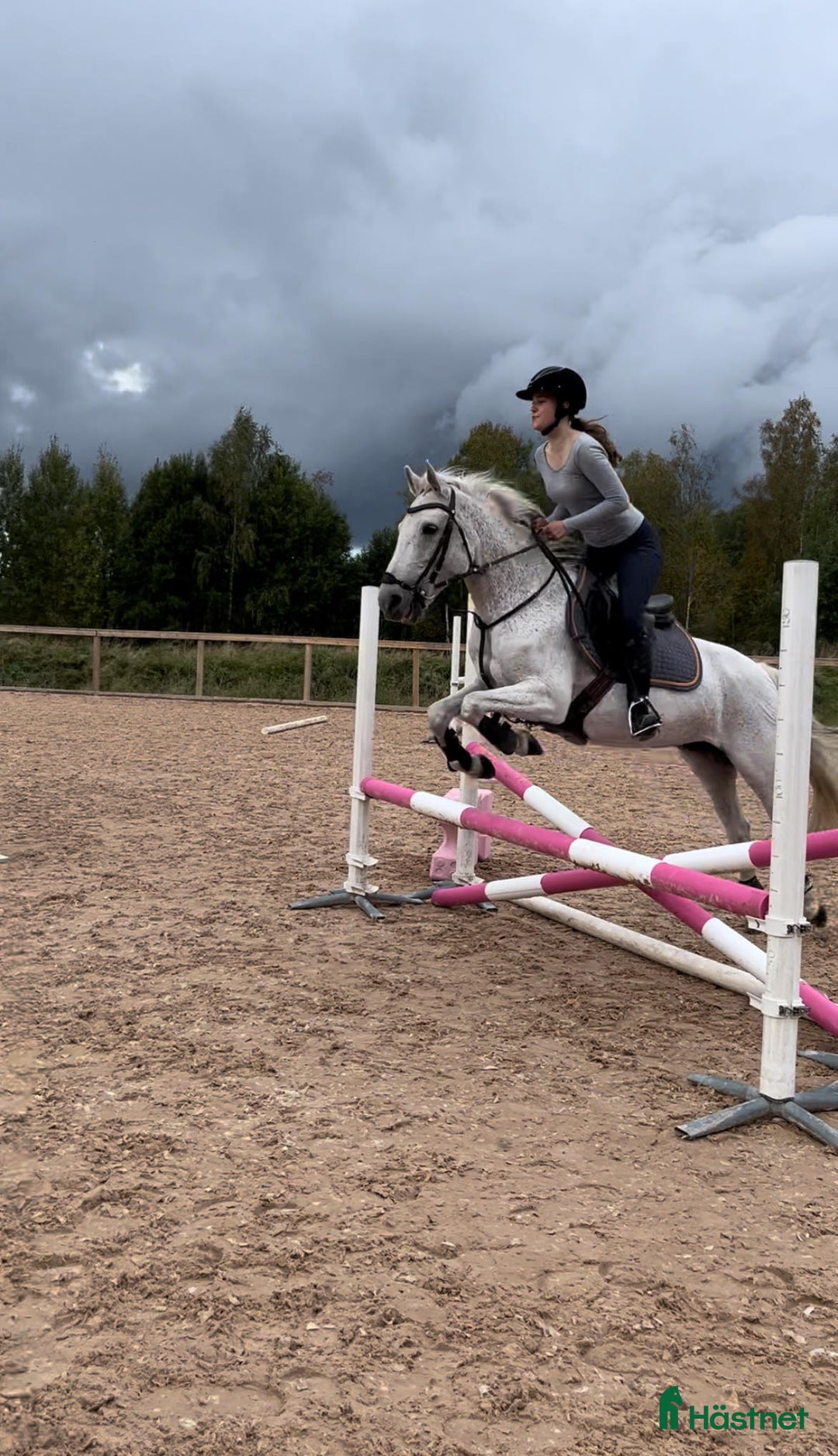 Allround hästar till salu: Ponny med hjärtat på rätt ställe i Arvika - Annons 2