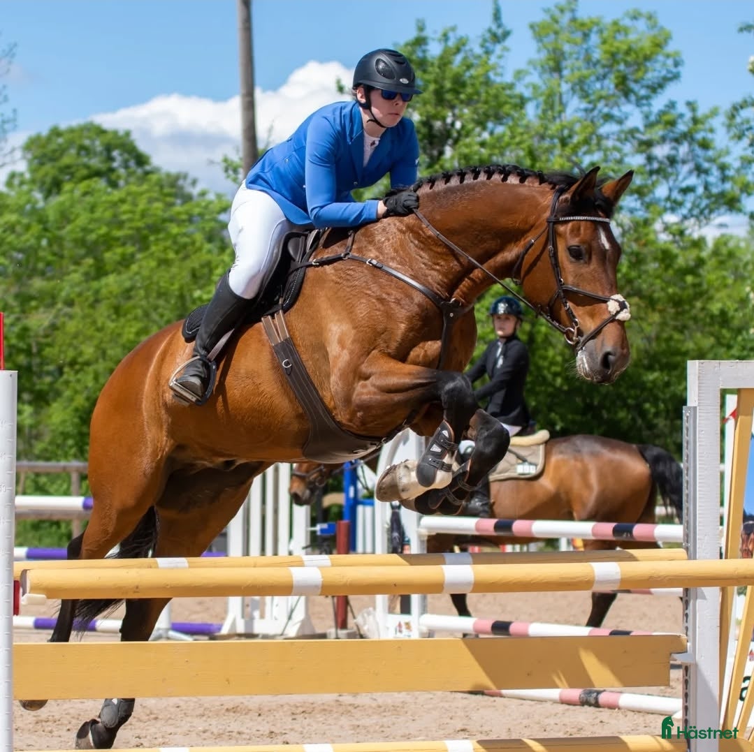 Allround hästar till salu: Väluppfostrad gentleman  i Kalmar - Annons 2