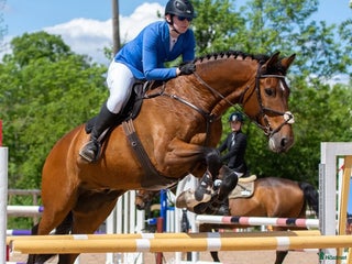Allround hästar till salu: Väluppfostrad gentleman i Kalmar - Annons 2