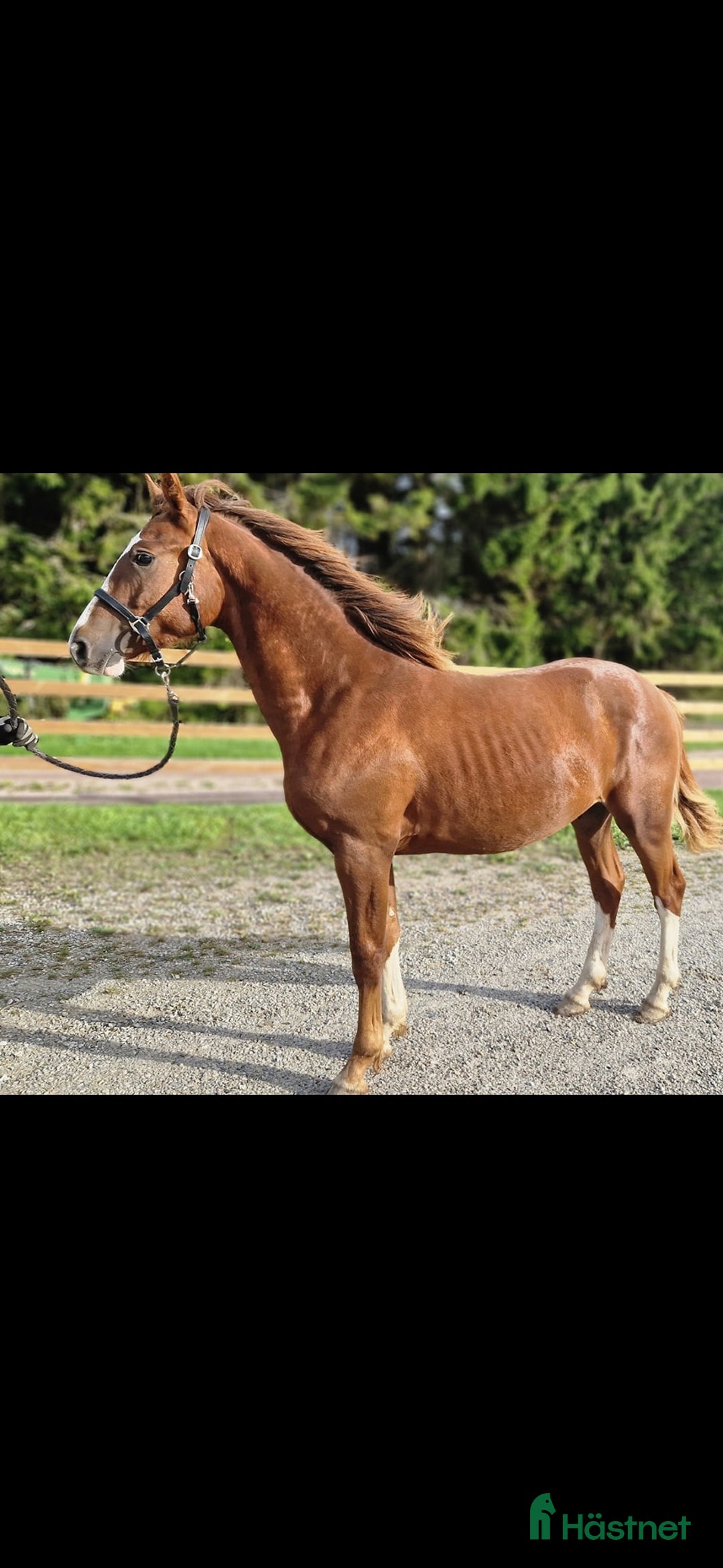 Allround hästar till salu: ⭐️ Gyllens Alpha ⭐️ i Svedala - Annons 4