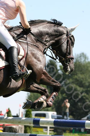  hästjobb Söker arbete i Skellefteå - Annons 1