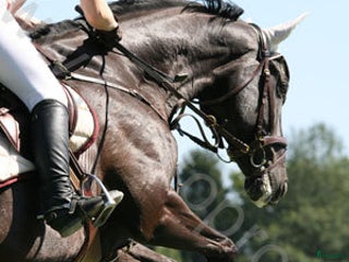 hästjobb Söker arbete i Skellefteå - Annons 8