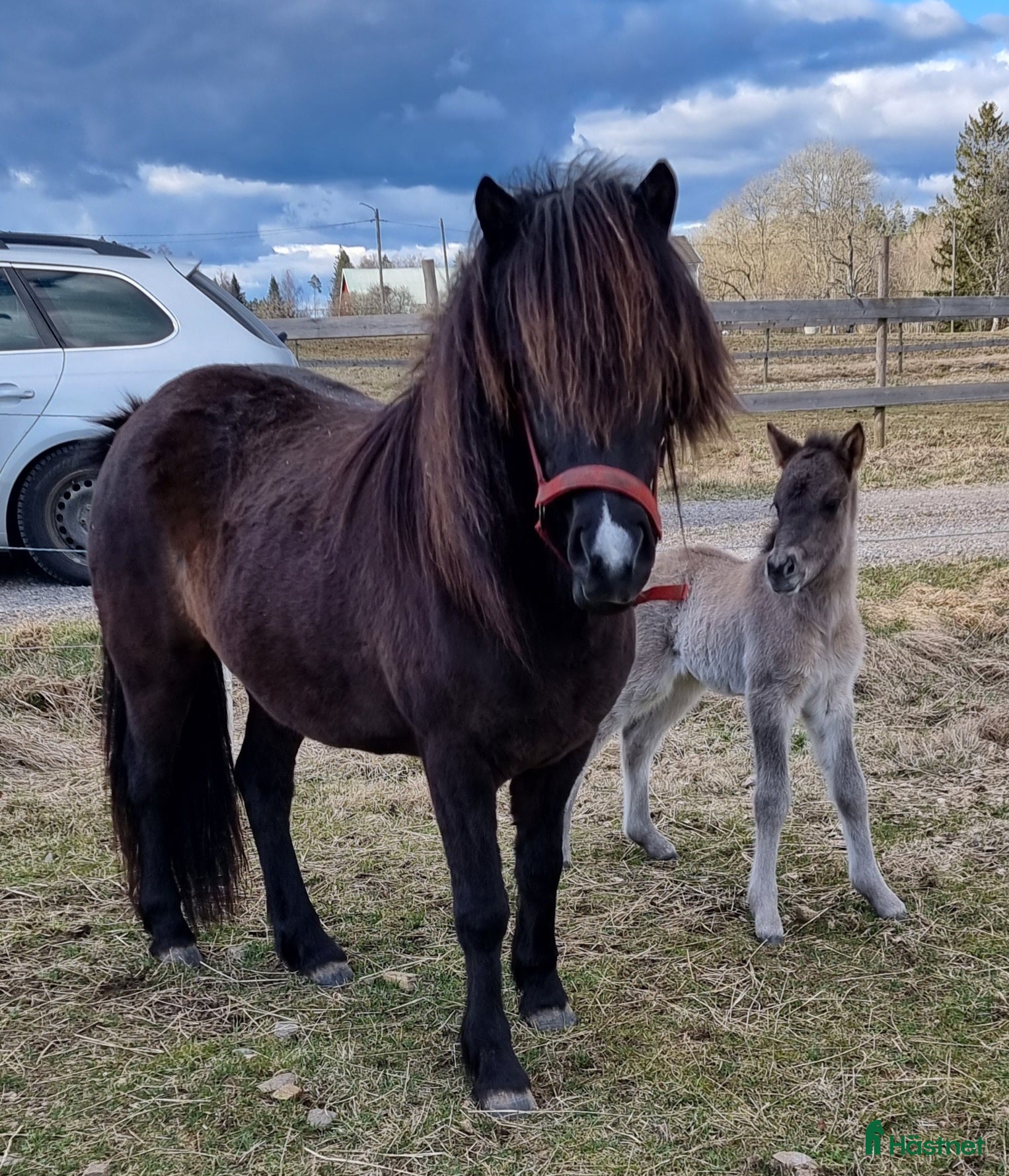  hästar Reserverad! Liten plånbok men stora ambitioner? i Braås - Annons 8