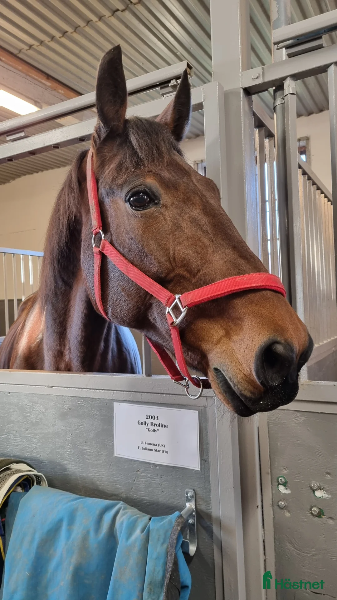  foderhäst finnes: Golly söker fodervärd/ev senare köp i Lyrestad - Annons 1
