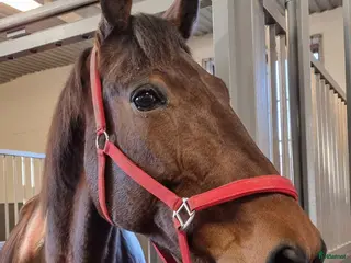 foderhäst Golly söker fodervärd/ev senare köp i Lyrestad - Annons 1