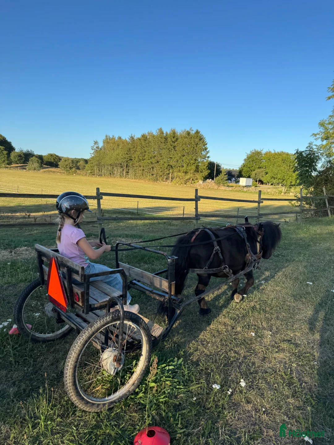 Allround hästar till salu: Underbar shetlandsponny i Onslunda - Annons 2