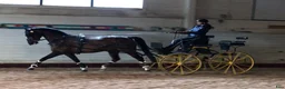  hästgårdar till salu: Gård att arrendera/hyra sökes i Stjärnhov - Annons 4