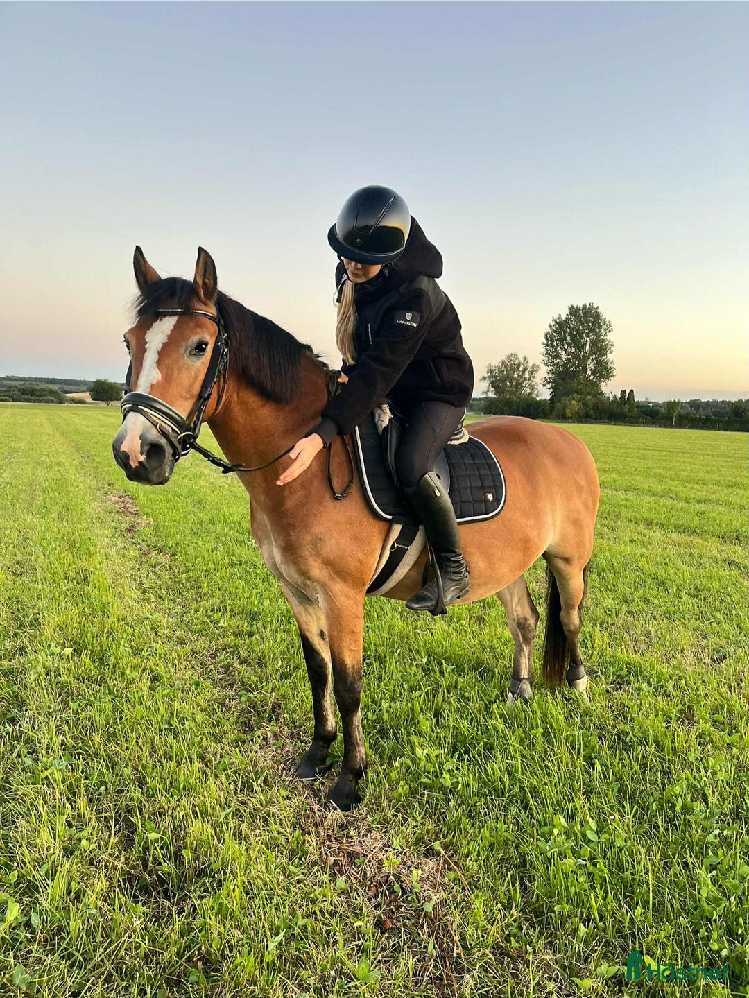  medryttarhäst sökes: Trygg hopphäst sökes för lektioner.  - Annons 2