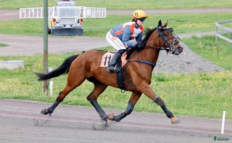  hästar i Indal - Annons 3