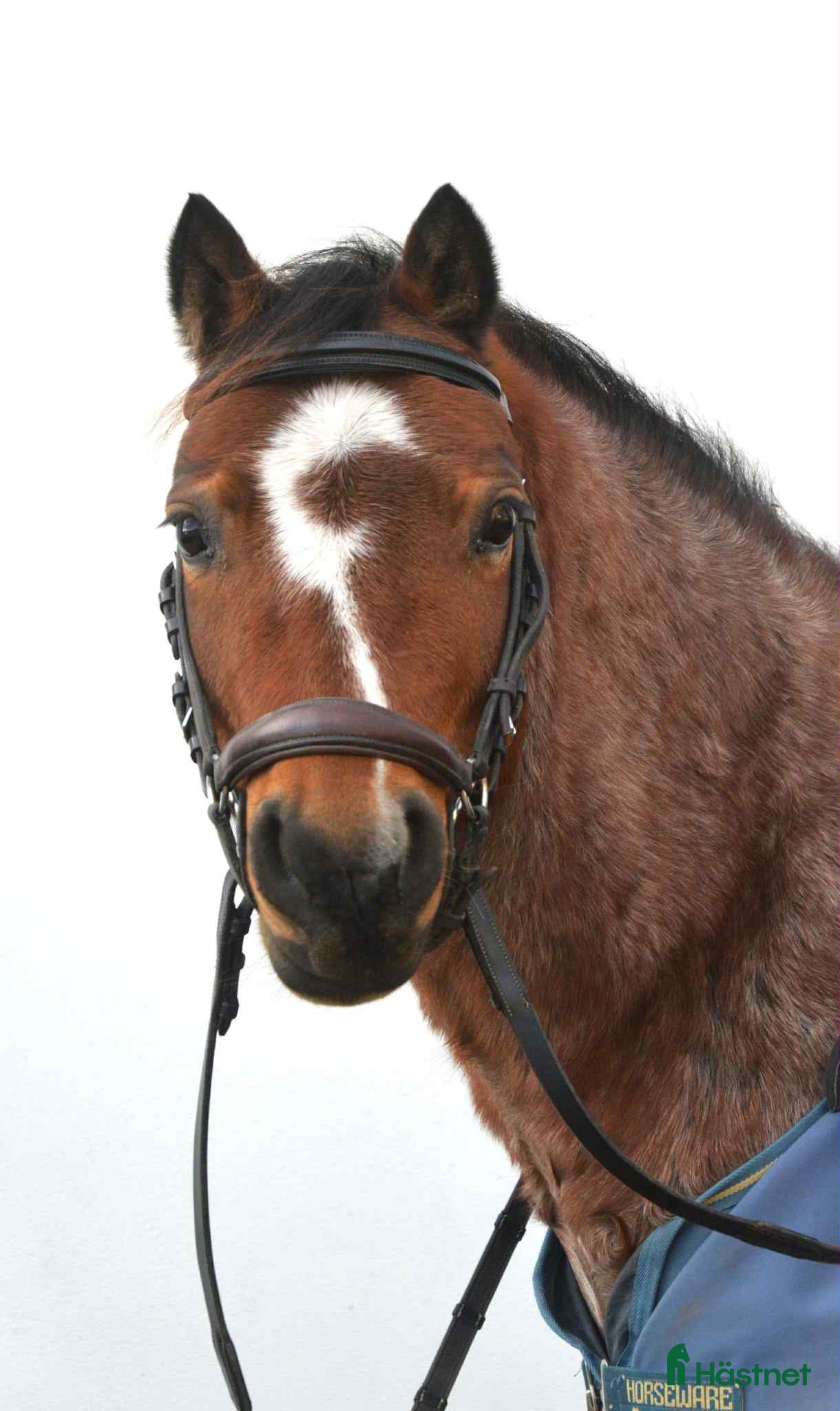  hästar Världens bästa Albert! - Annons 3