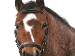 hästar Världens bästa Albert! - Annons 2