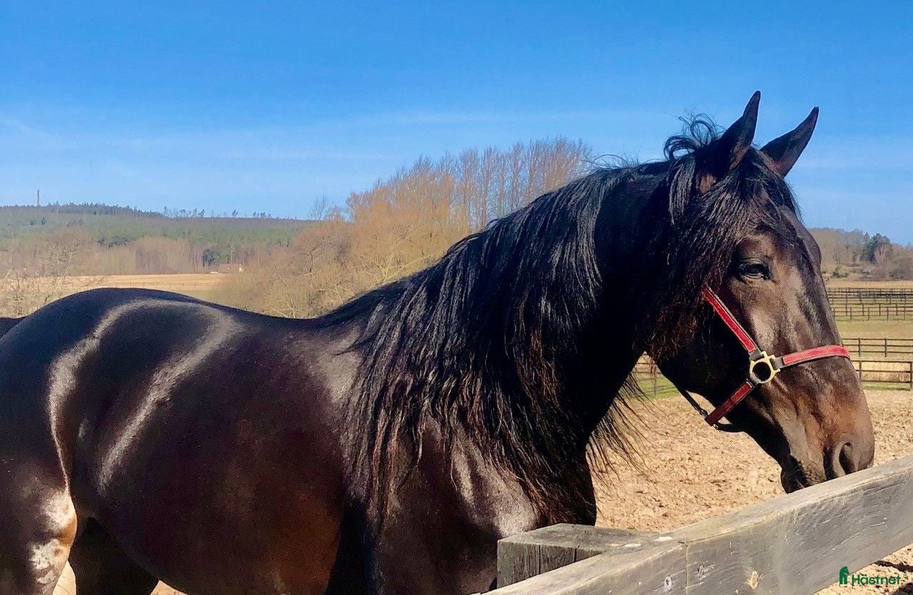  hästar Intressekoll Miljonär till Avel/ Ridhäst  - Annons 5