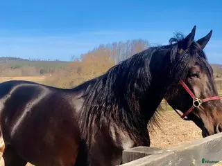 hästar Intressekoll Miljonär till Avel/ Ridhäst - Annons 5