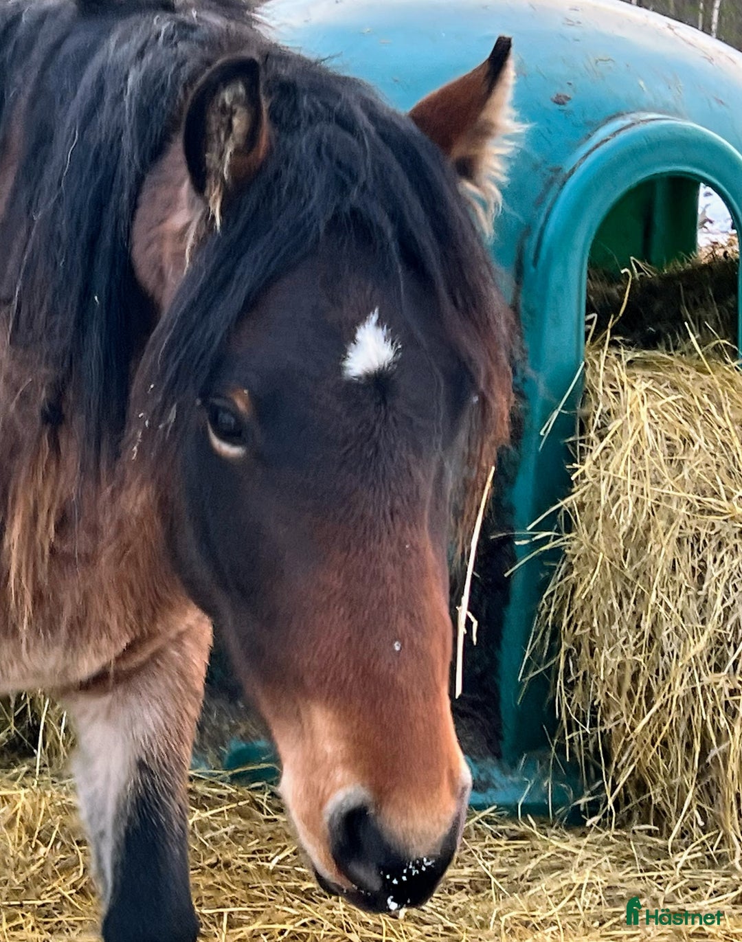 Trav hästar till salu: Risåhanna 2 års sto i Burträsk - Annons 1