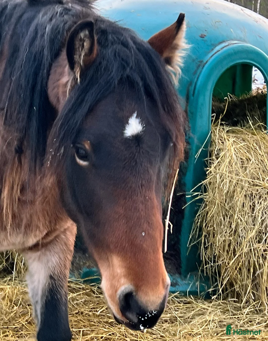 Trav hästar till salu: Risåhanna 2 års sto i Burträsk - Annons 1
