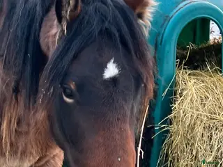 hästar Risåhanna 2 års sto i Burträsk - Annons 6