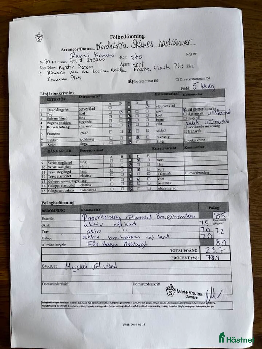 Hoppning hästar till salu: Välstammat sto - Annons 5