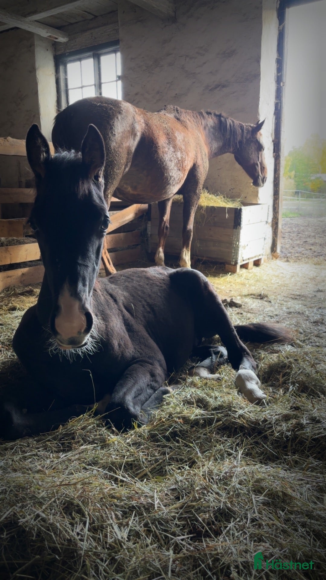  hästar till salu: Hingst e:Americano GJ- Zuidenwind- Rousseau  - Annons 7