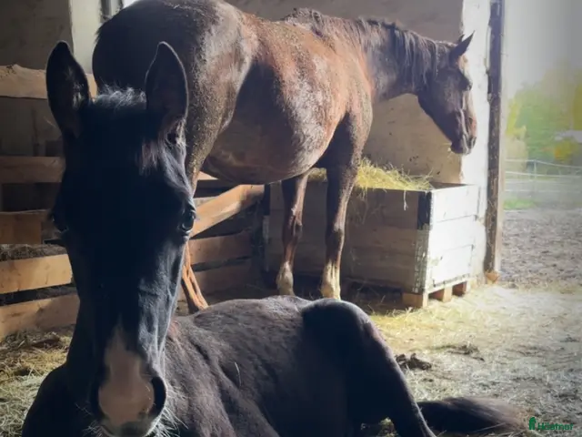 hästar till salu: Hingst e:Americano GJ- Zuidenwind- Rousseau - Annons 7
