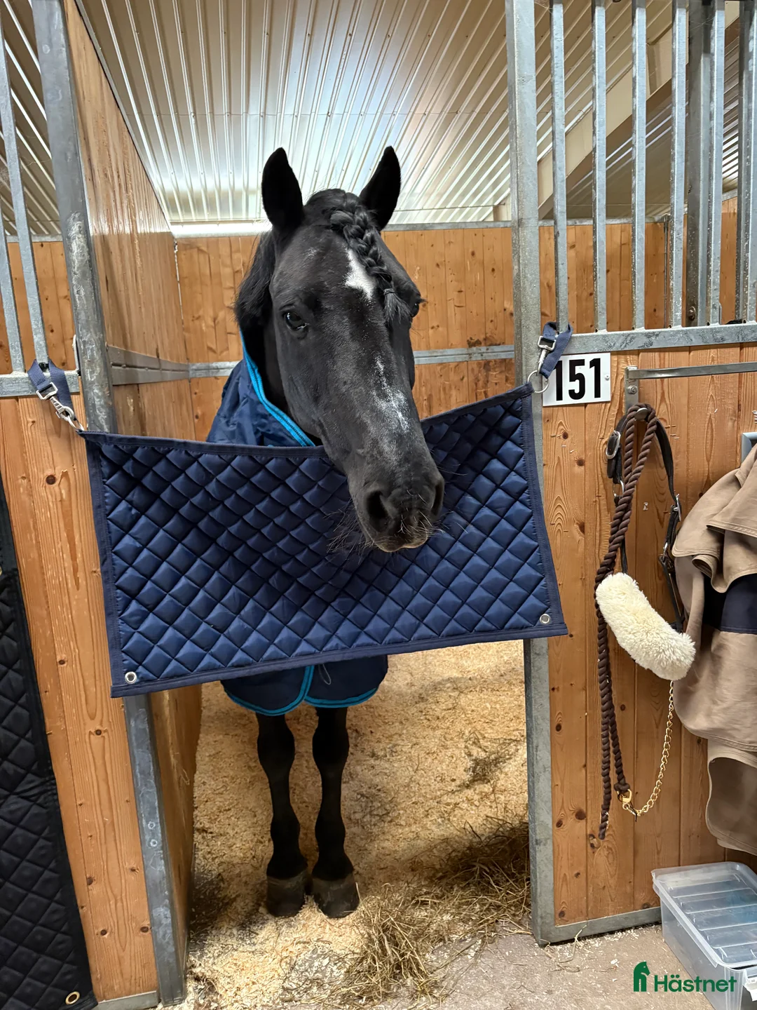 Hoppning hästar till salu: Snäll c-ponny till salu i Bromölla - Annons 3