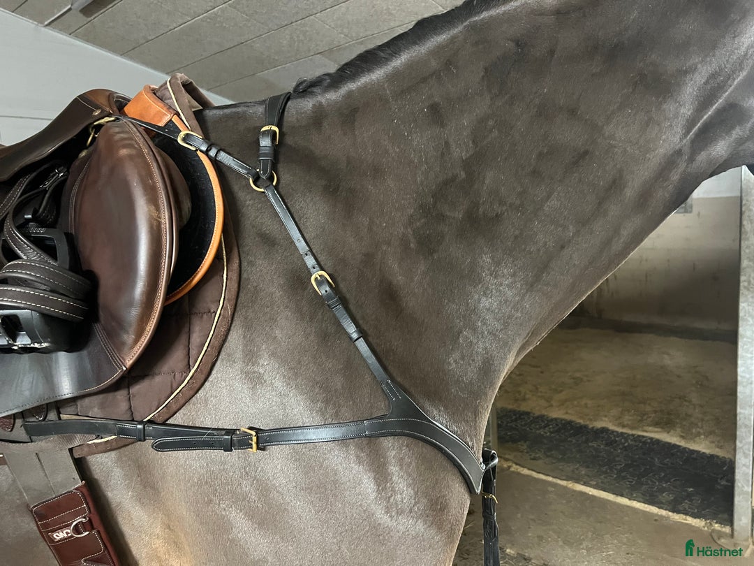 Övrig Hästutrustning hästutrustning till salu: Dyon 5-punkt förbygel i Uppsala - Annons 4