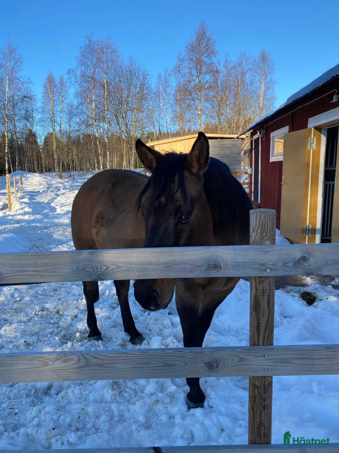 Western hästar till salu: Avelssto säljes i Mora - Annons 4