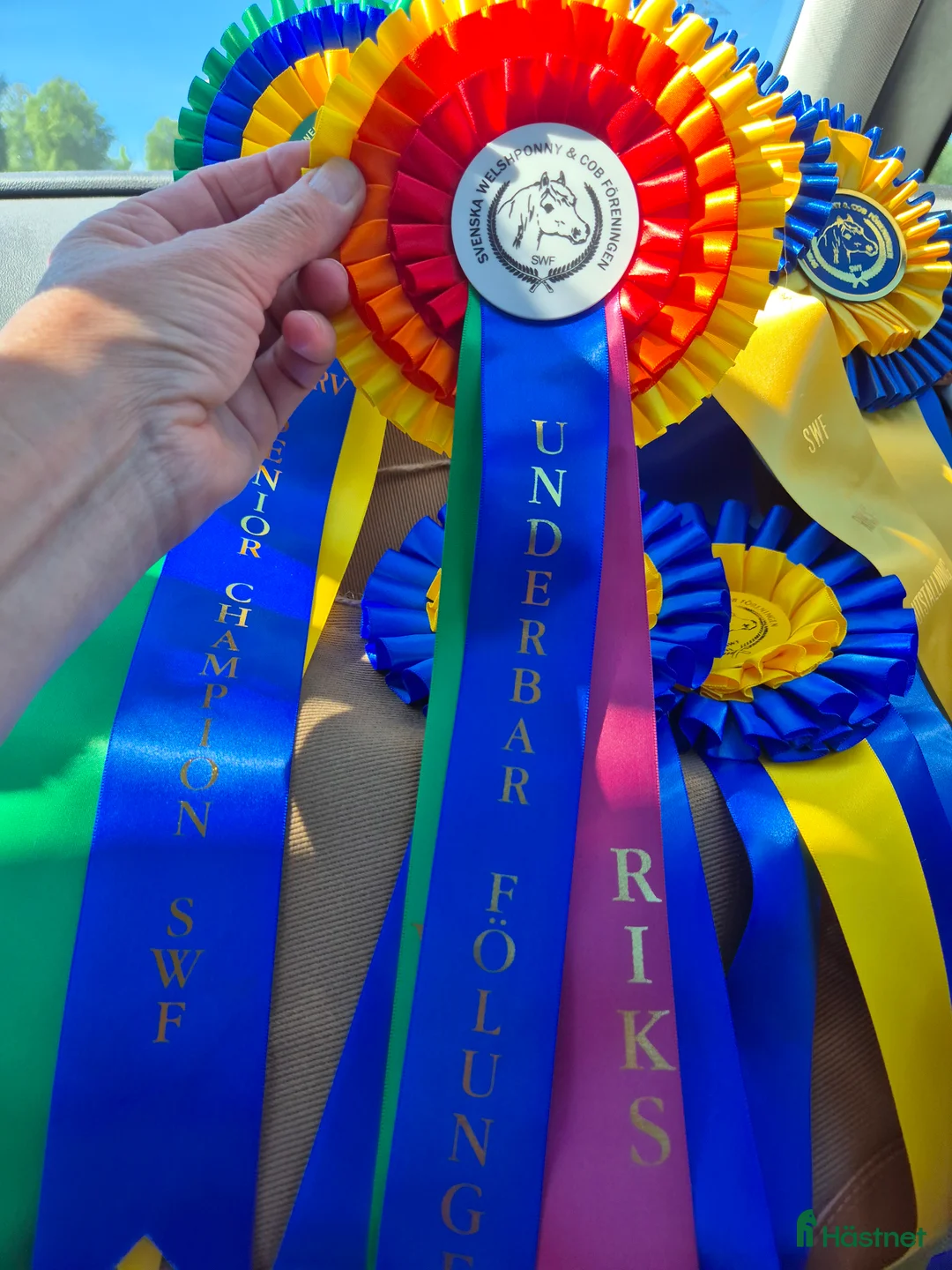 Allround hästar till salu: Uttrycksfullt hingstföl  - Annons 6