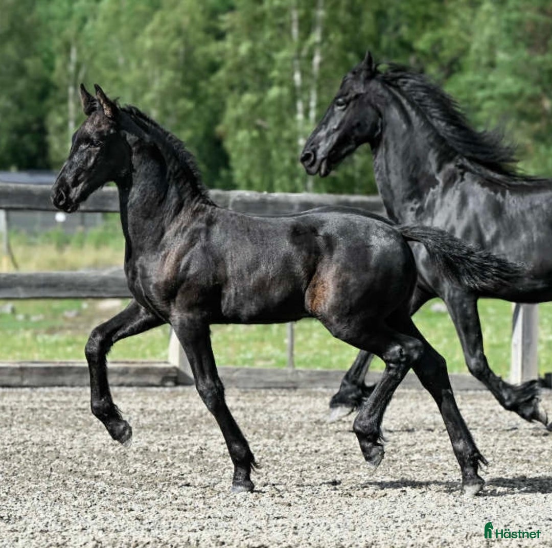 Allround hästar till salu: SÅLD! Fina Elliot af Ramsdalen är till salu i Ingarö - Annons 1