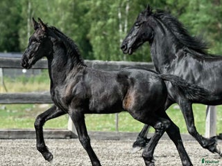 hästar SÅLD! Fina Elliot af Ramsdalen är till salu i Ingarö - Annons 2