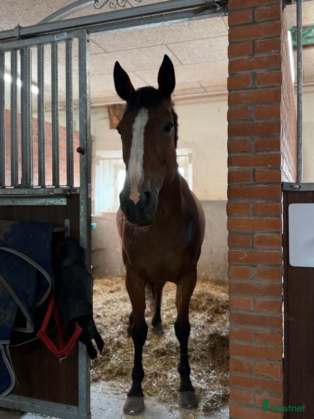 Övrigt hästar till salu: Ridtravare för sällskap eller hobbyridning i Ödsmål - Annons 2