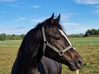 hästar i Lillkyrka - Annons 7