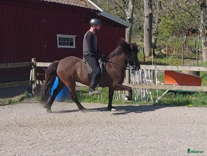  hästar Freyja frá Hellu - Annons 4