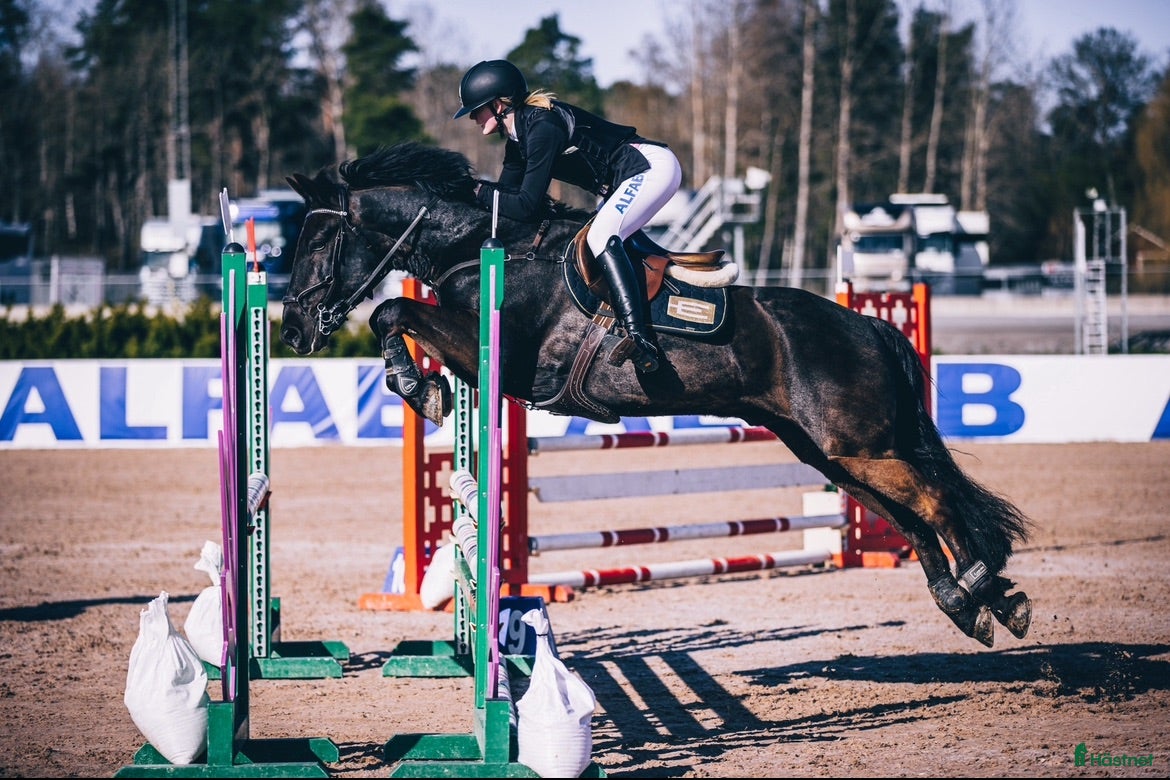 Hoppning hästar till salu: Välutbildad D-ponny med hjärta och kapacitet - Annons 1